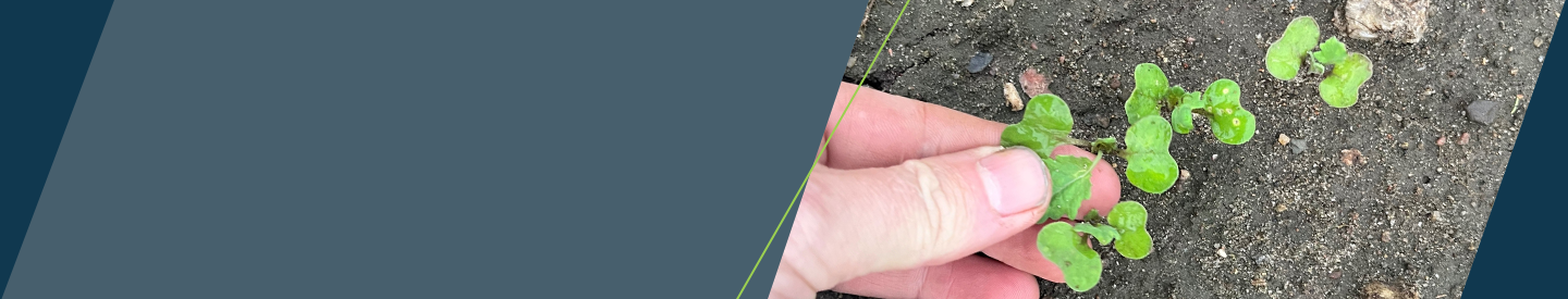 Hånd der holder lille rapsplante